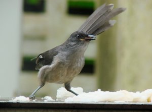 Long-tailed Sibia