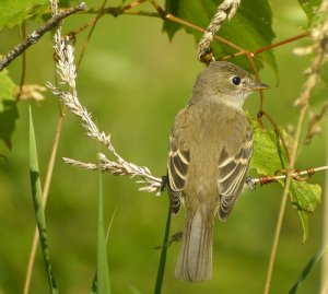 Least Flycatcher