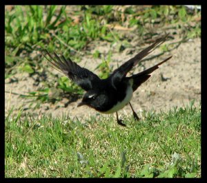 Willie Wagtail in Flight