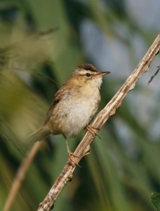 sedge warbler