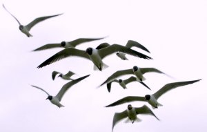 Laughing Gulls