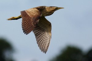 Bittern