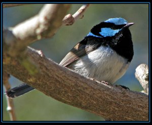 Male Superb Fairy Wrens