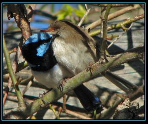 Preening Lovers