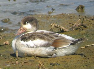 Shelduck