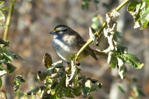 White-throated Sparrow