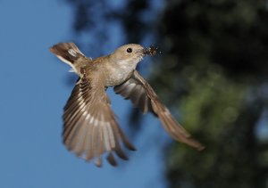 To catch a fly