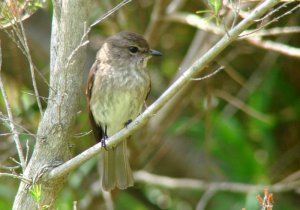 African Dusky Flycatcher