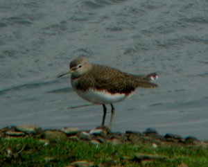 greensandpiper