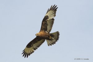 Dark-phased Rough-legged Hawk