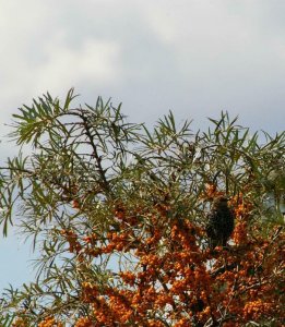 autumn starling