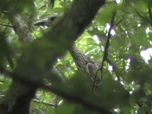 Yellow-Crowned Night Heron Juv