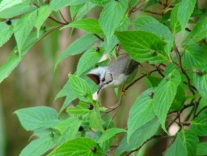 Taiwan Yuhina