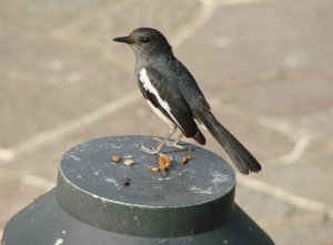 Oriental Magpie Robin