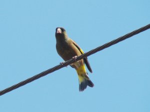 Oriental Greenfinch - male