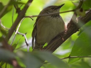 Siberian Bush Warbler