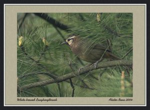 White-browed Laughingthrush