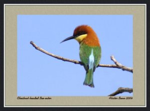 Chestnut-headed Bee-eater