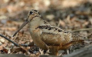 American Woodcock