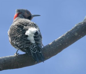 Northern Flicker