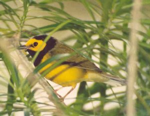 Hooded Warbler