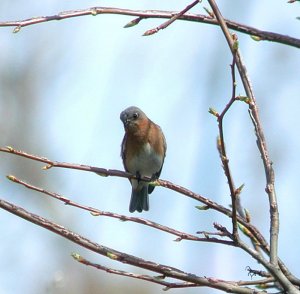 Eastern Bluebird