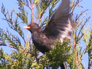 Male Blackbird