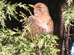 Female Blackbird