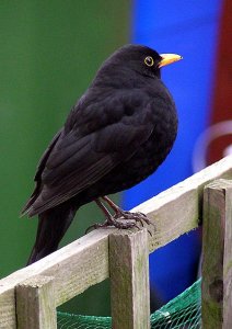 Blackbird portrait