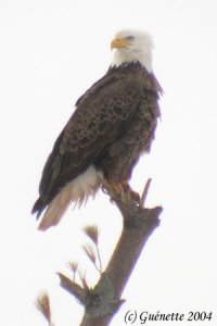 Bald Eagle