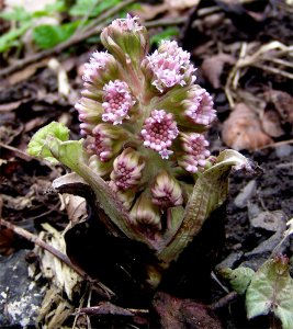 Butterbur