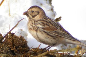 Lapland Longspur