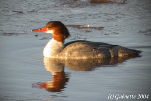 Common Merganser