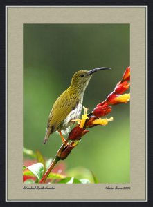 Streaked Spiderhunter