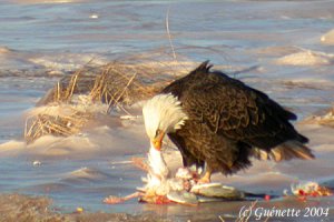 Bald Eagle