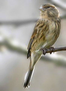 twite