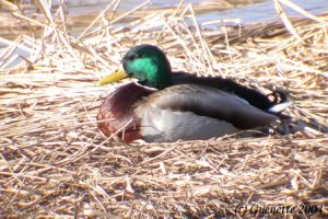 Mallard