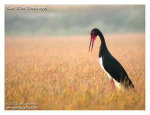 Displaying Black Stork