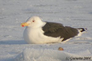 Great Black-backed Gull