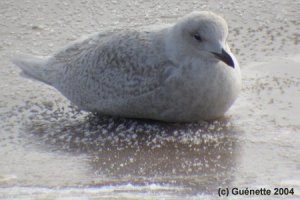 Iceland Gull