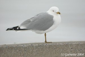 Ring-billed Gull