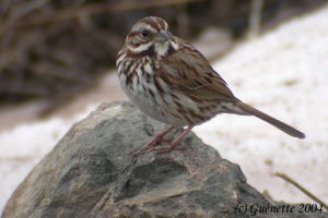 Song Sparrow