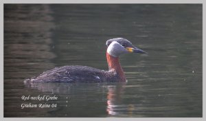 Red-necked Grebe Summer plumage