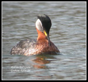 Red-necked Grebe S.P.
