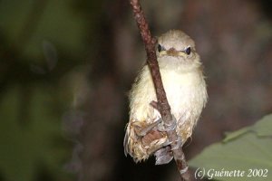 Least Flycatcher