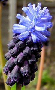 One-leaf Grape Hyacinth