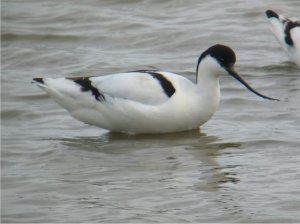 Minsmere Avocet