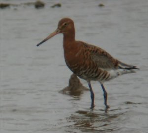 Minsmere Black Tailed Godwit