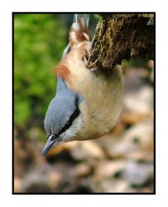 Acrobatic Nuthatch