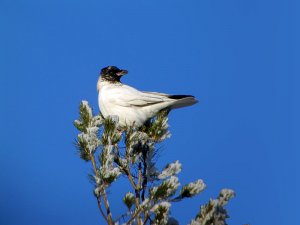 Hooded Crow, partial albino